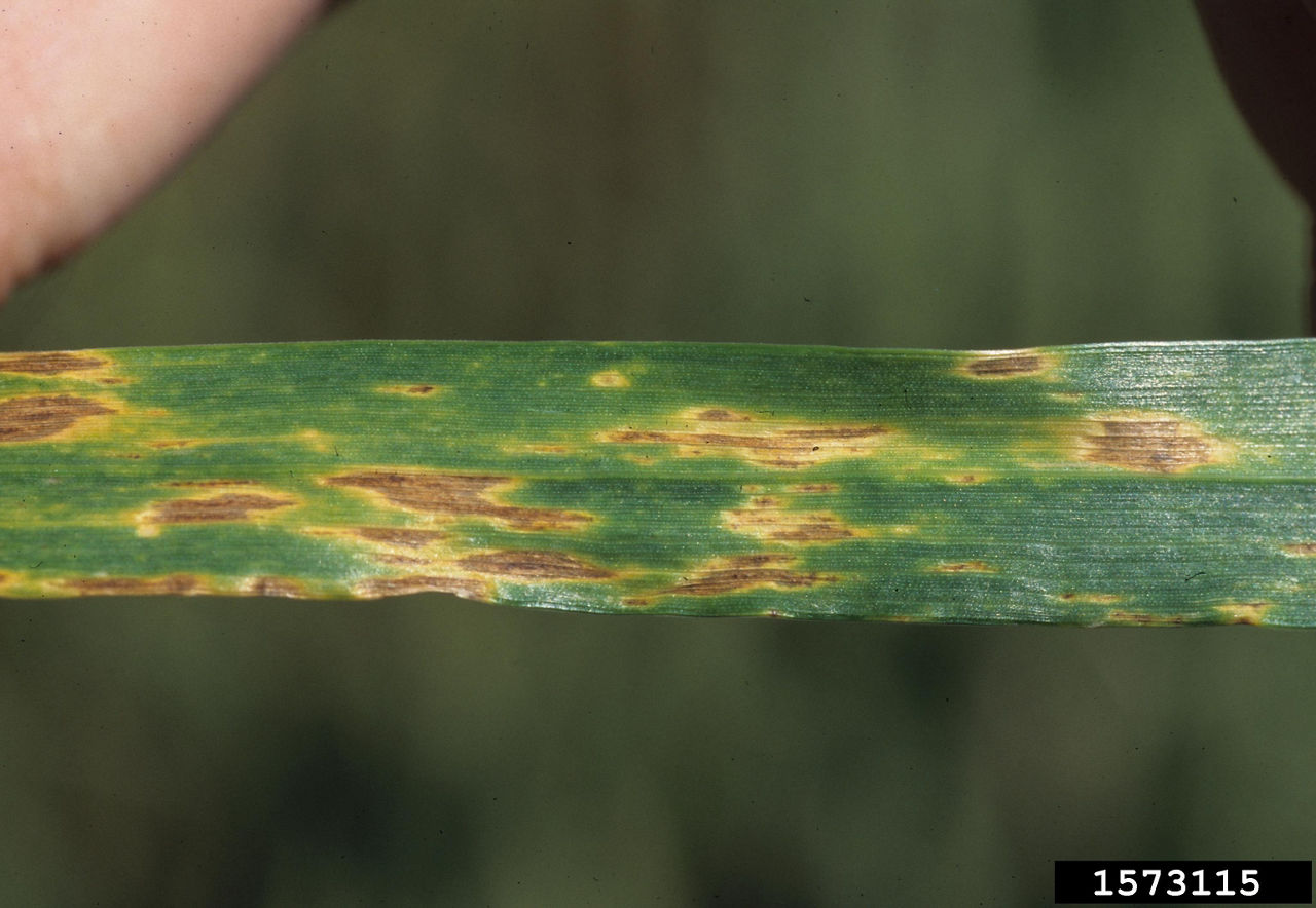Septoria tritici blotch